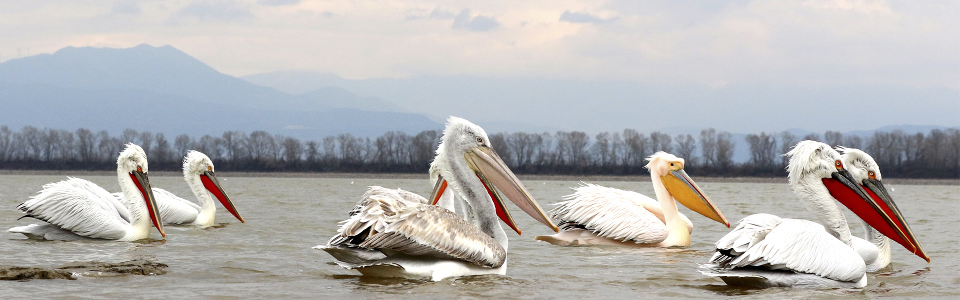 New tagging missions of Dalmatian pelicans in Western Greece