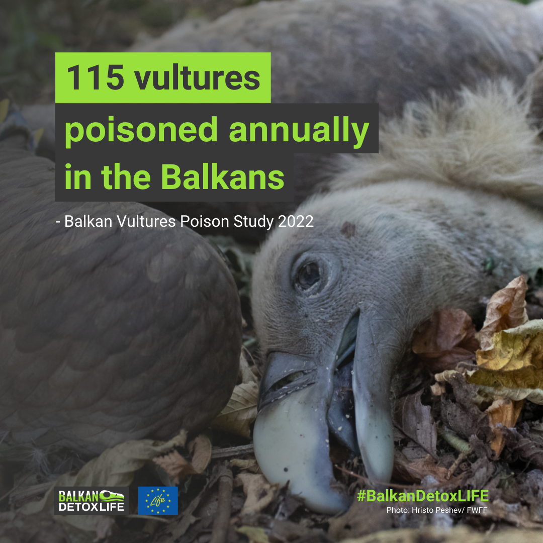 115 vultures poisoned