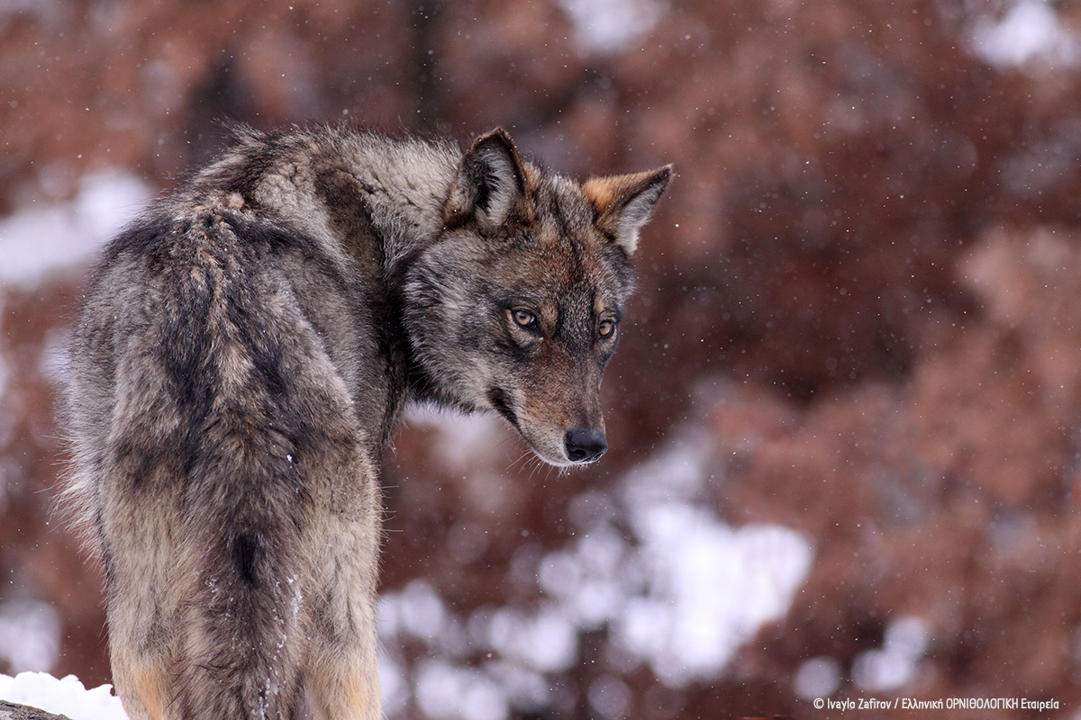 Περιβαλλοντικές Οργανώσεις προς ΕΕ: η συνύπαρξη με τους λύκους είναι...