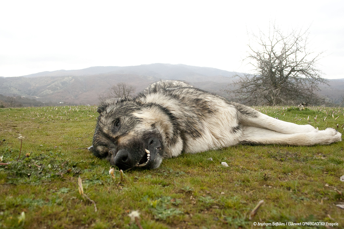 Greece Poisoned ShepherdDog HOS DimitrisVavylis