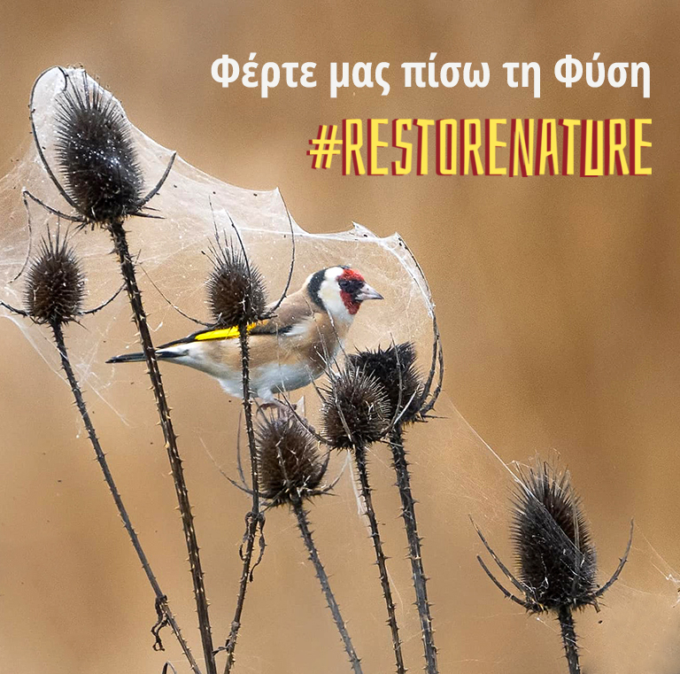 Nature Restoration Law: Ο νέος φιλόδοξος νόμος για την αποκατάσταση της Φύσης...
