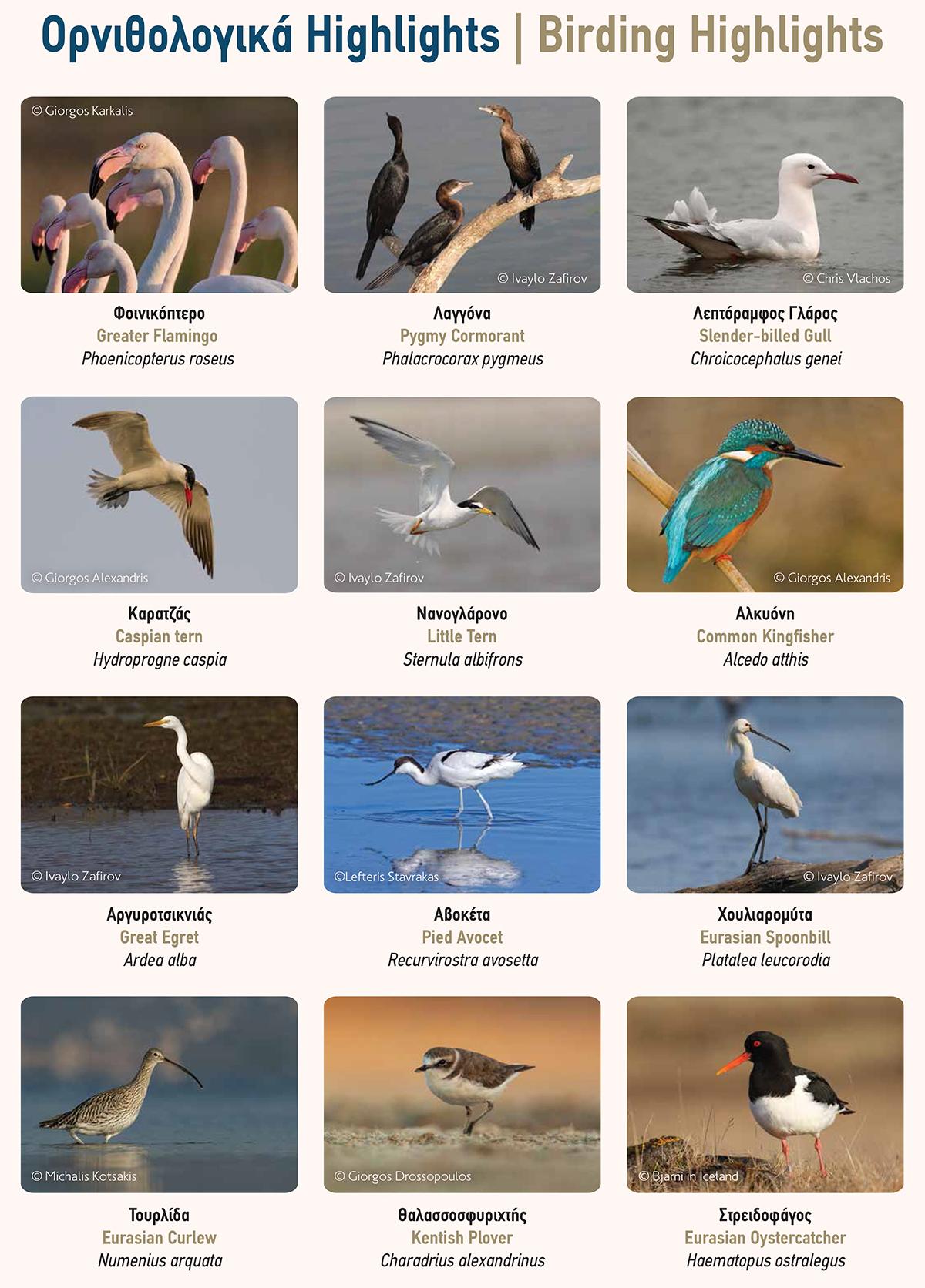 Birding highlights Messolonghi
