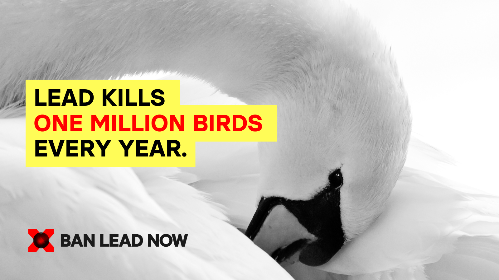 BanLeadNow Birds