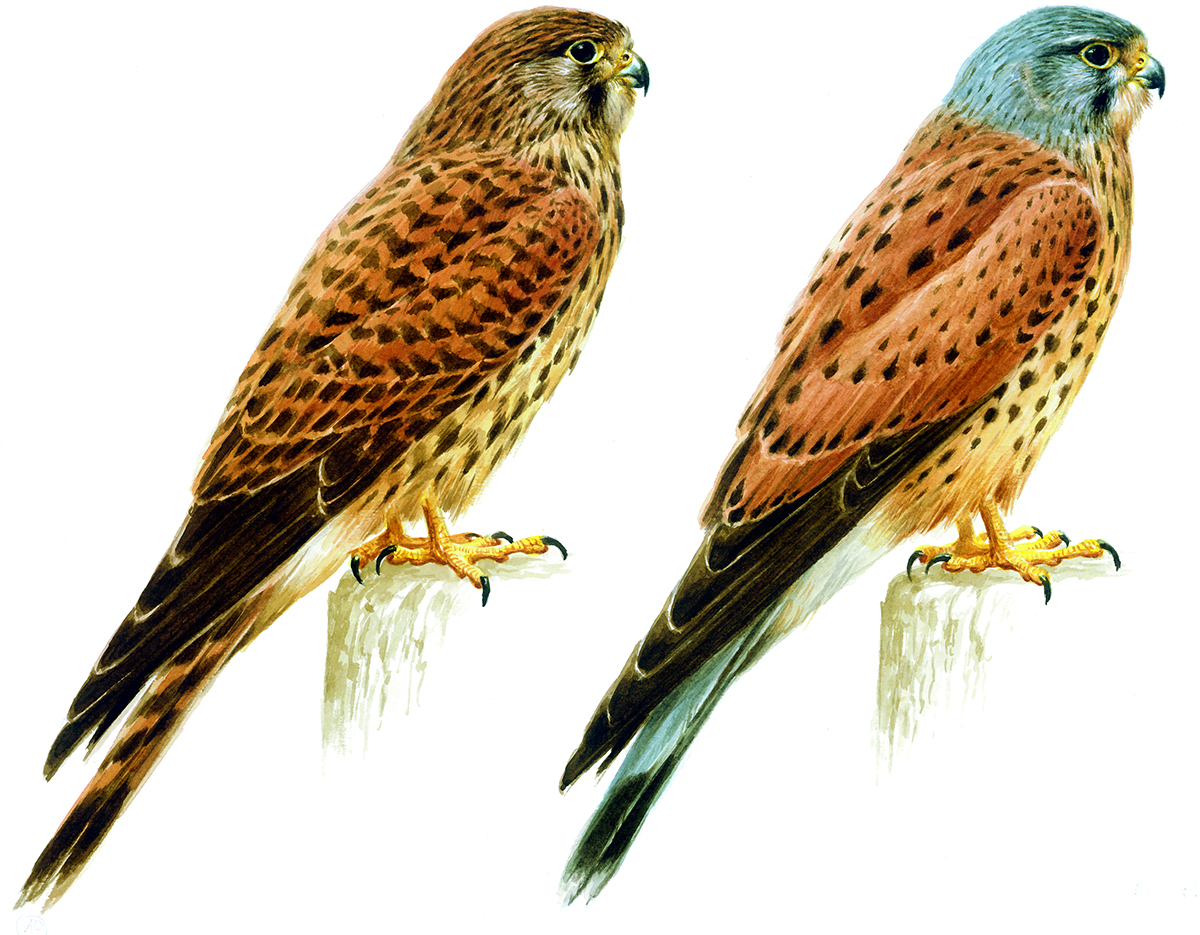 Falco tinnunculus male female Paschalis Dougalis