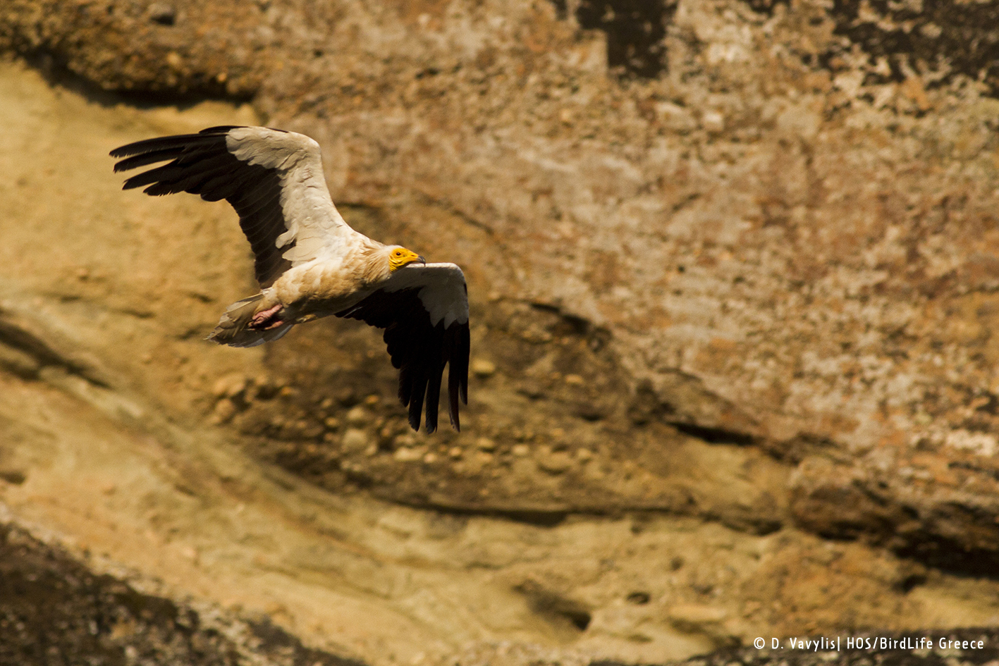 Neophron percnopterus Adult Meteora 2018 HOS DVavylis 3