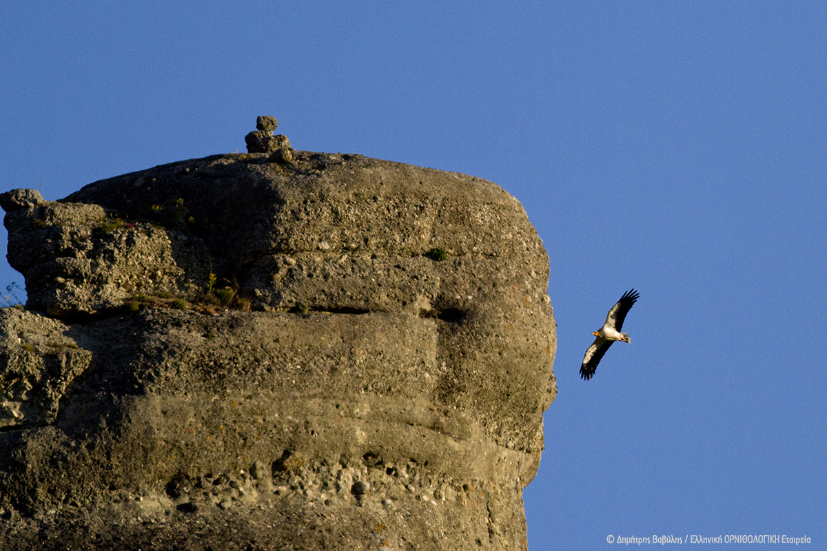 Stravoouras Meteora ORNITHOLOGIKI DimitrisVavylis