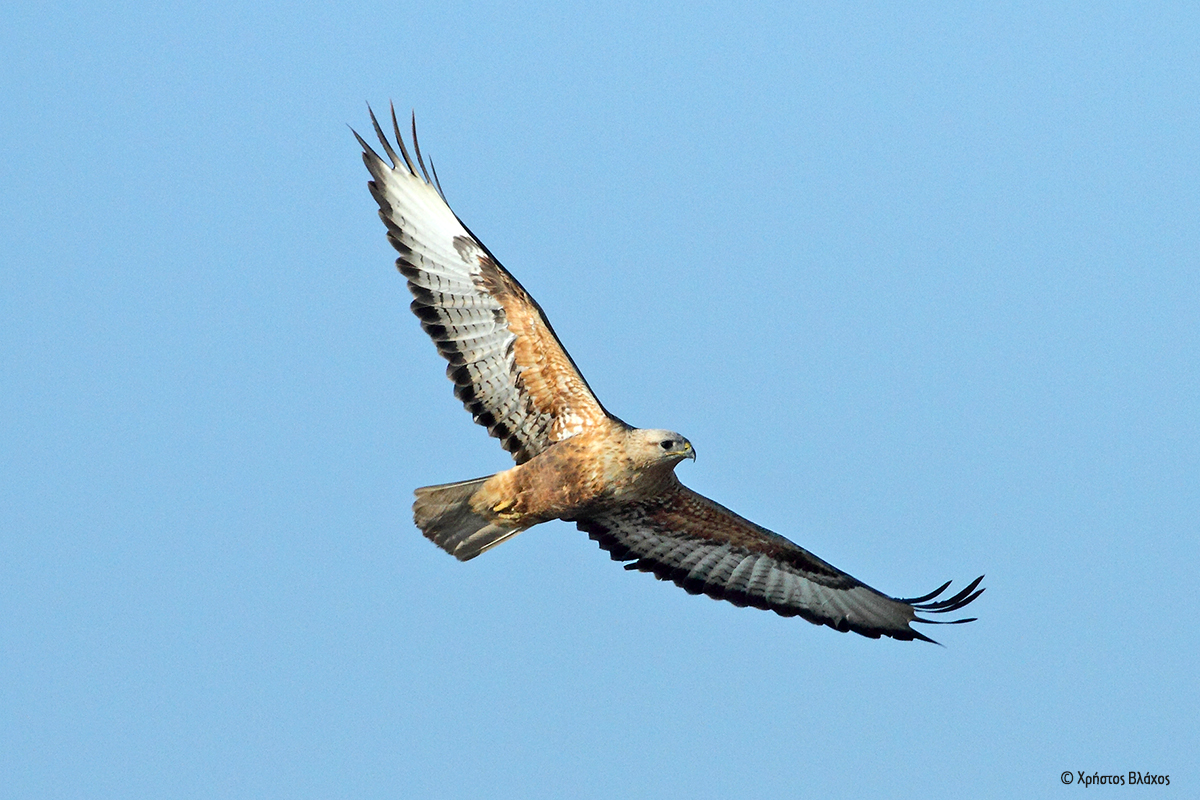 Buteo rufinus ChrisVlachos