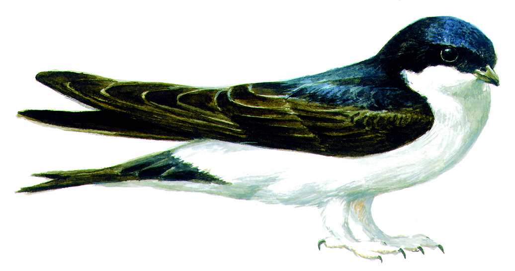 Delichon urbica low
