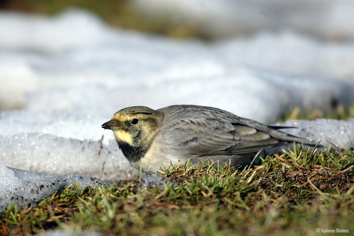 Eremophila alpestris ChrisVlachos