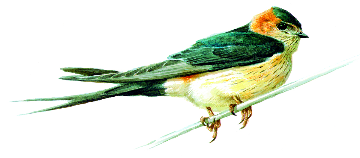 Hirundo daurica web