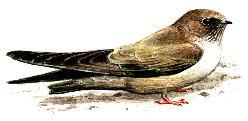 Hirundo rupestris web new