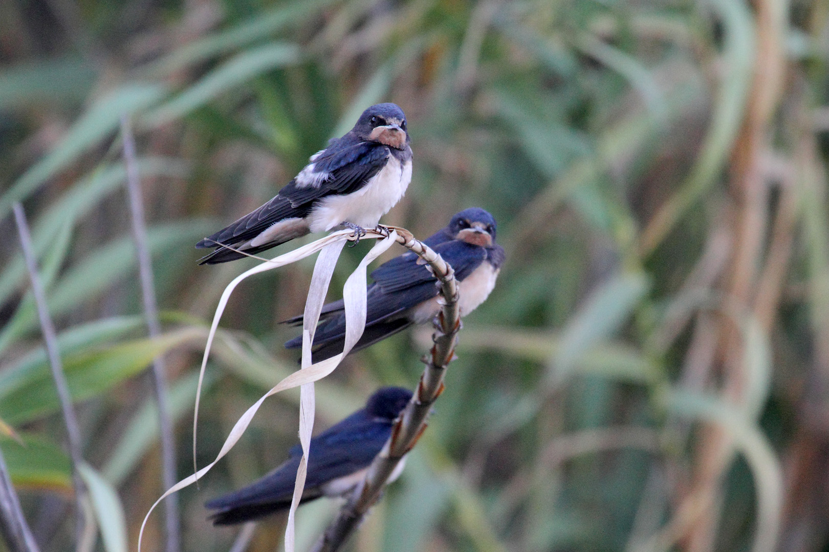 Hirundo rustica STAVLOXELIDONO PARKO TRITSHS G ALEXANDRIS 100820
