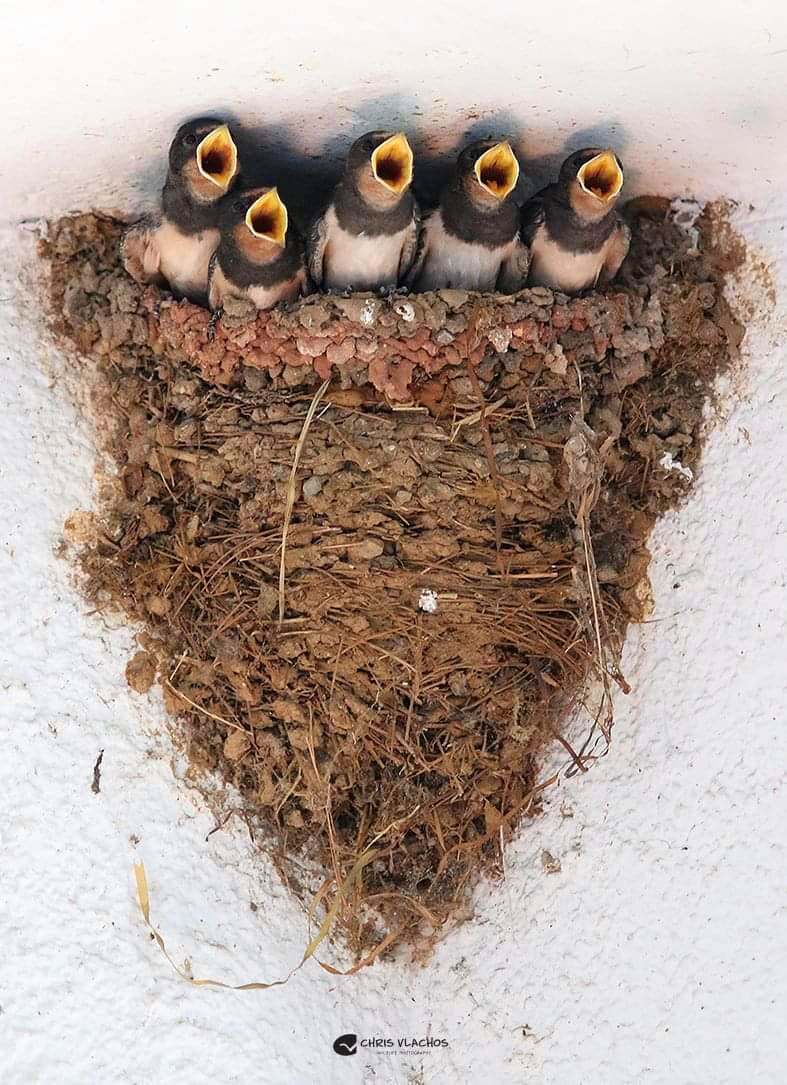 Hirundo rustica nest ChrisVlachos
