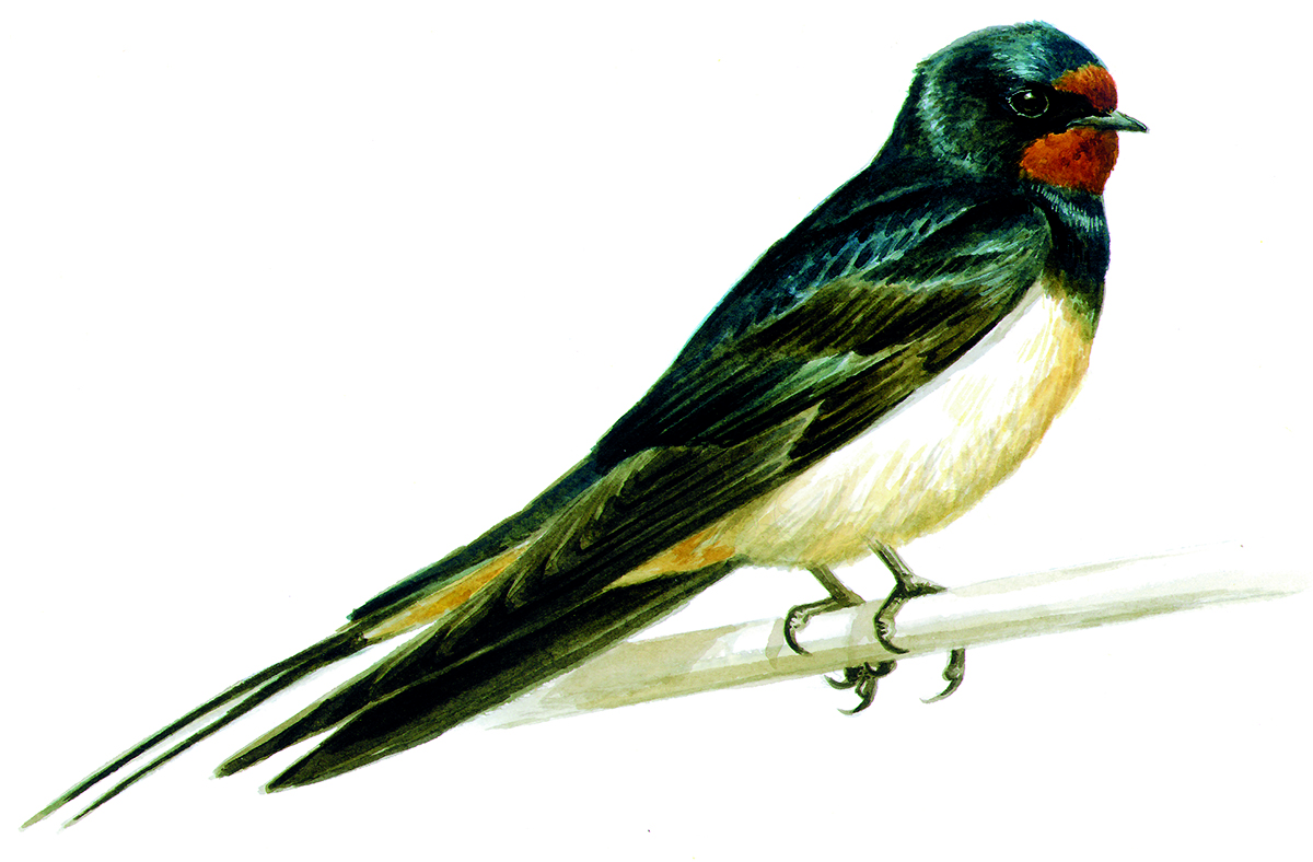 Hirundo rustica web