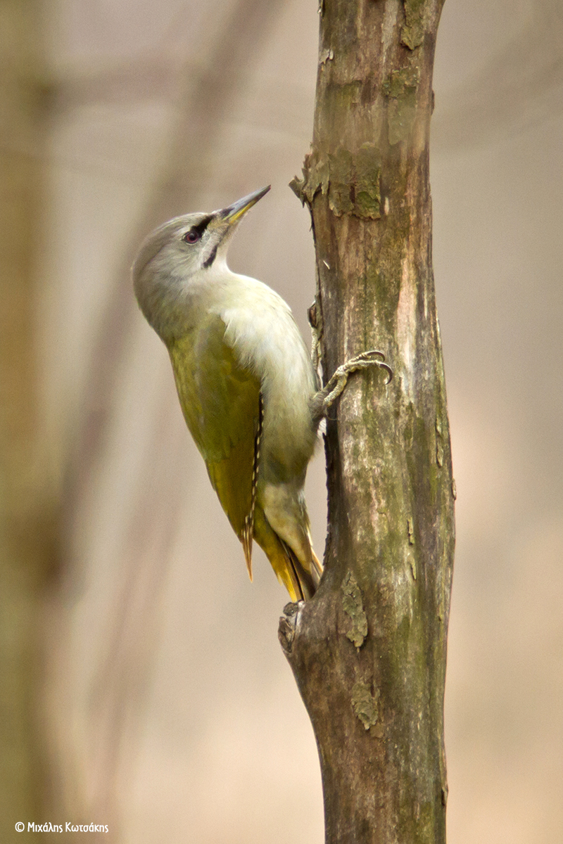 Picus canus Michalis Kotsakis