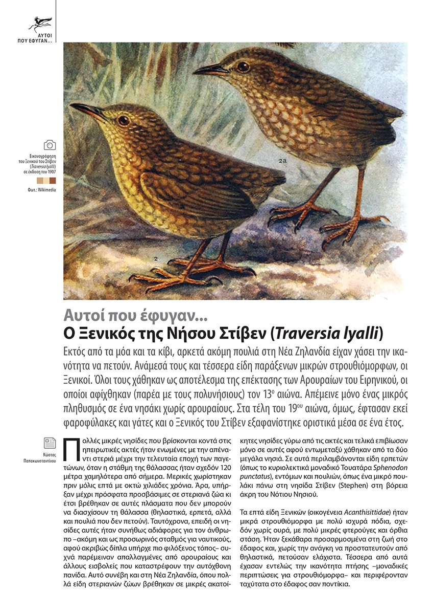Article Oionos Issue63 Traversia lyalli 1