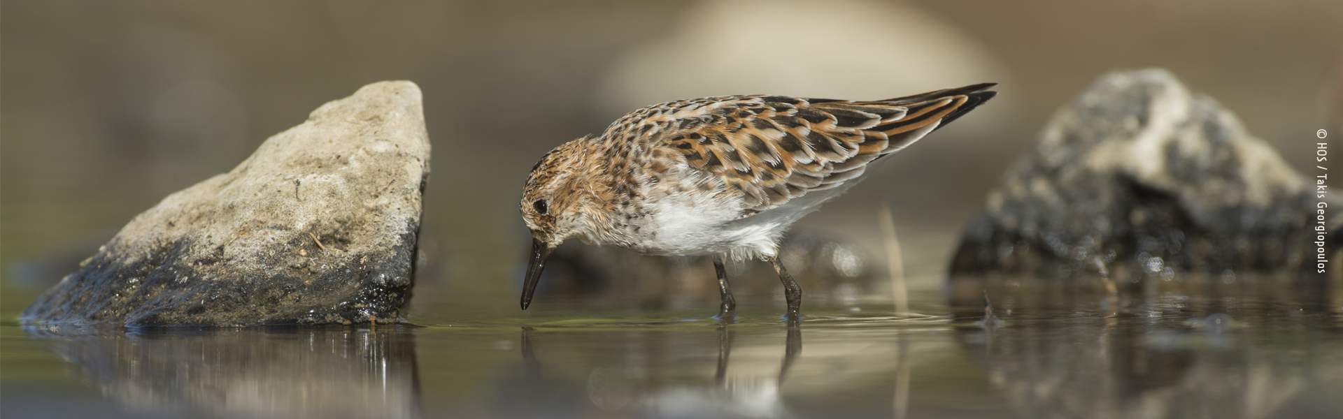 header banner Calidris 2