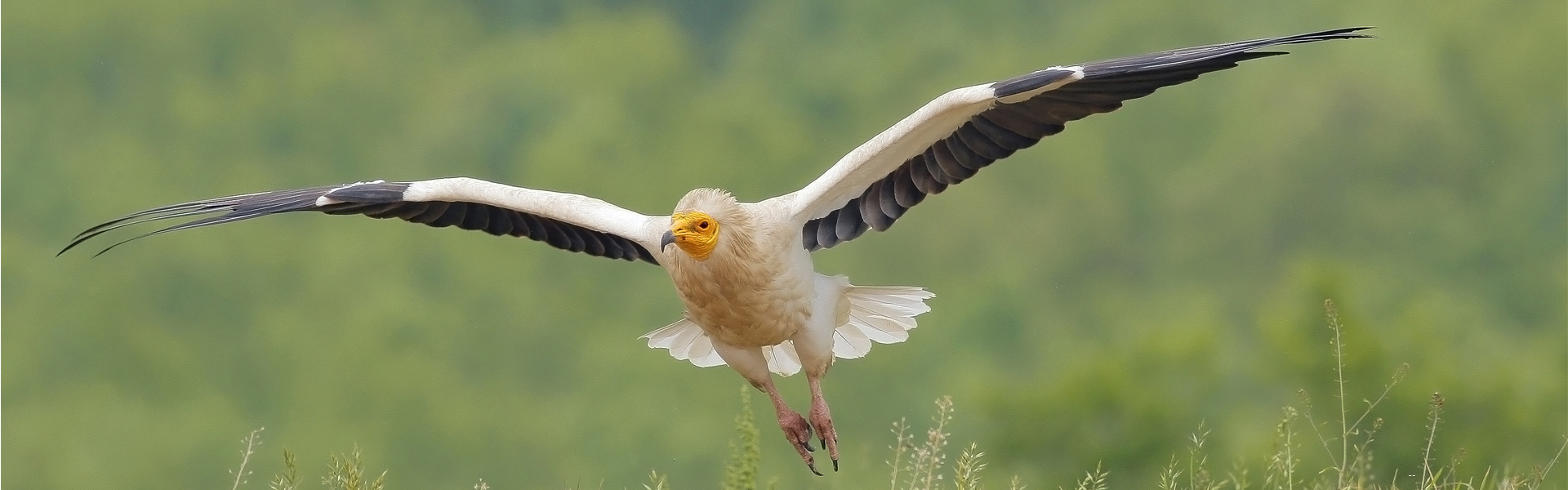 Egyptian Vulture New LIFE Project