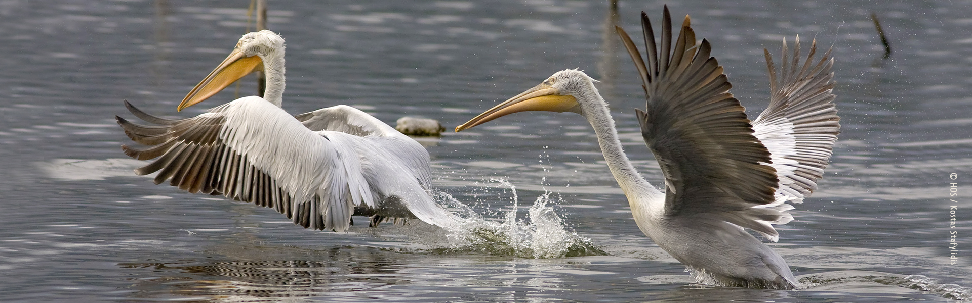 header banner pelecanus crispus