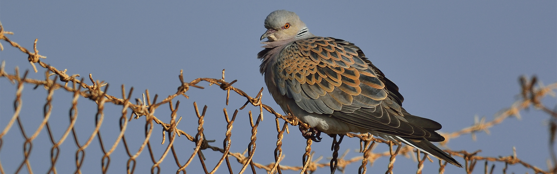 Greece sacrifices Turtle Doves to keep hunters happy