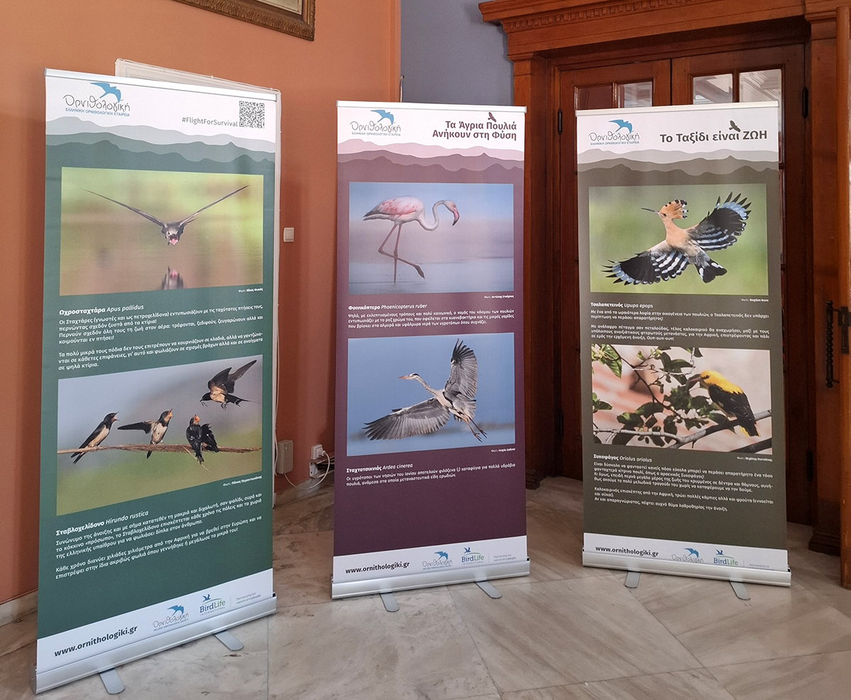 Ekthesi Photo Metanasteutika Poulia Zakynthos ORNITHOLOGIKI