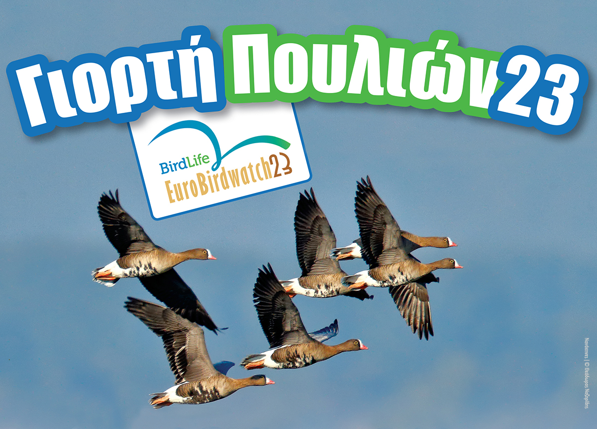 Γιορτή των Πουλιών 2023: γιορτάζουμε τη φθινοπωρινή μετανάστευση!