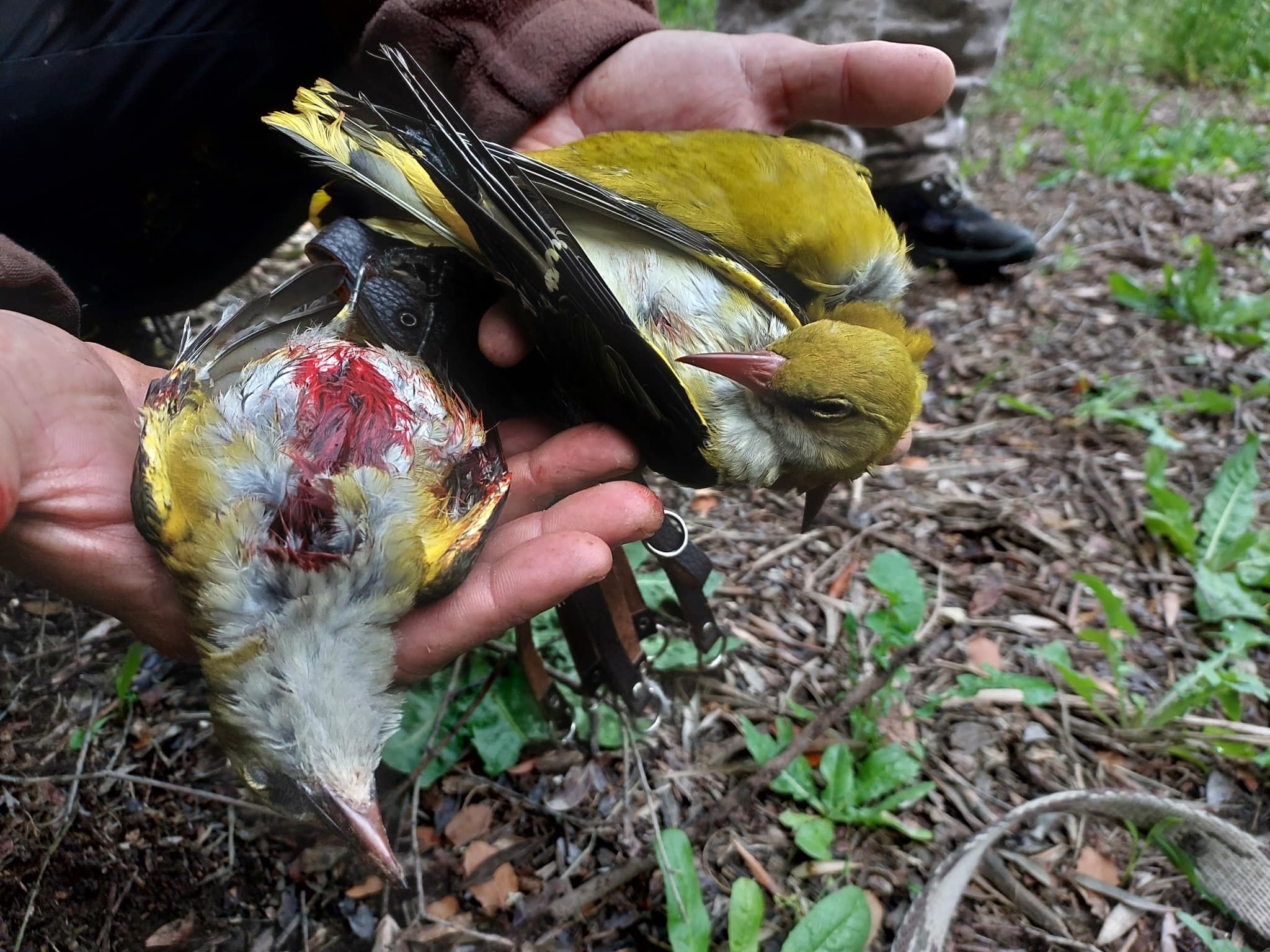 2023 06 Illegally shot orioles not far from the village of Amoudi Zakynthos