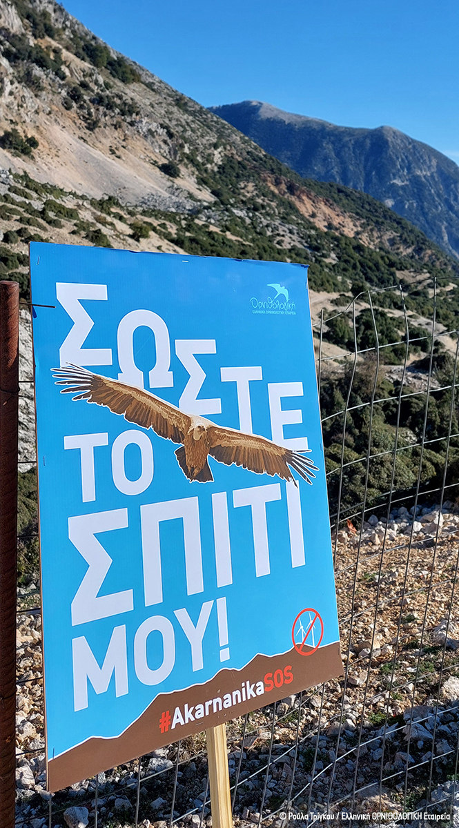 20241109 Drasi Akarnanika RTrigou ORNITHOLOGIKI 38
