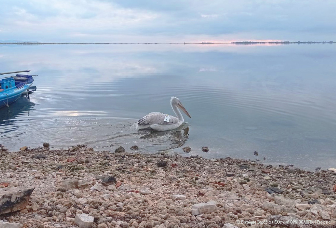 2024 02 Kleisova Pelican tagging V Saravia