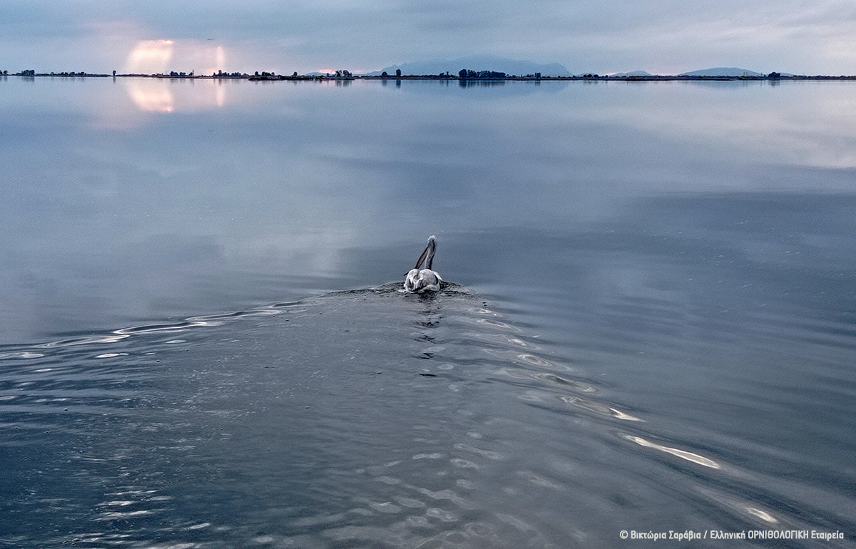 2024 02 Kleisova Pelican tagging V Saravia 3