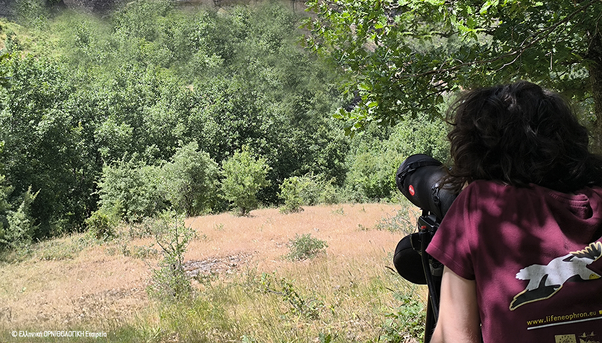 2024 06 Monitoring Asproparis Meteora ORNITHOLOGIKI 2