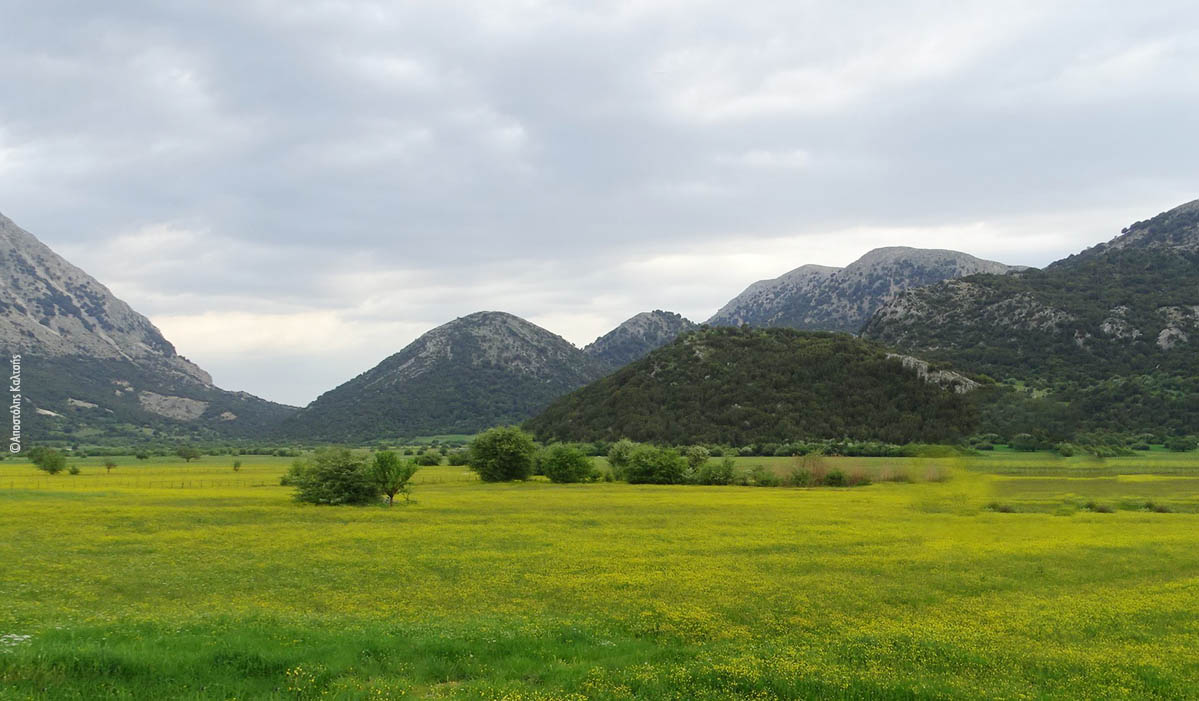 Akarnanika livadia Apostolis Kaltsis cr