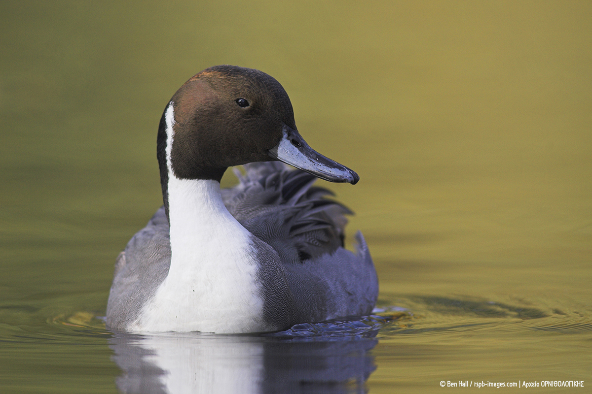 Anas acuta Ben Hall rspb images cr