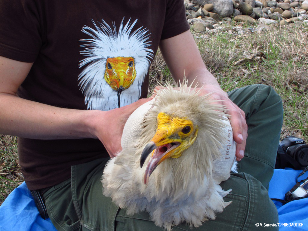 Aoos ORNITHOLOGIKI VictoriaSaravia