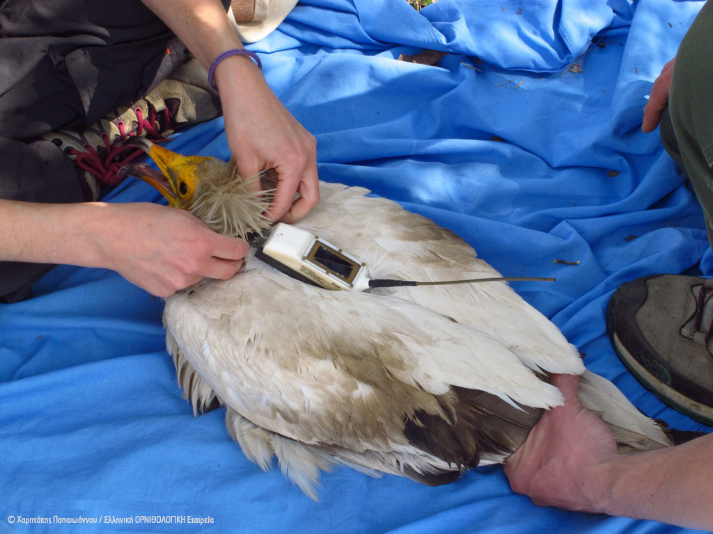 Aoos ORNITHOLOGIKI XaritakisPapaioannou