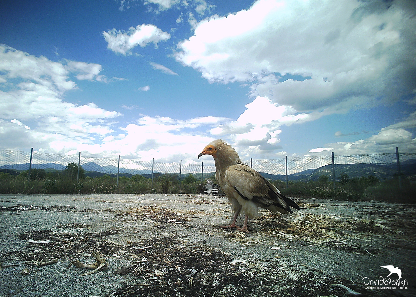 Aoos Taistra Konitsas ORNITHOLOGIKI