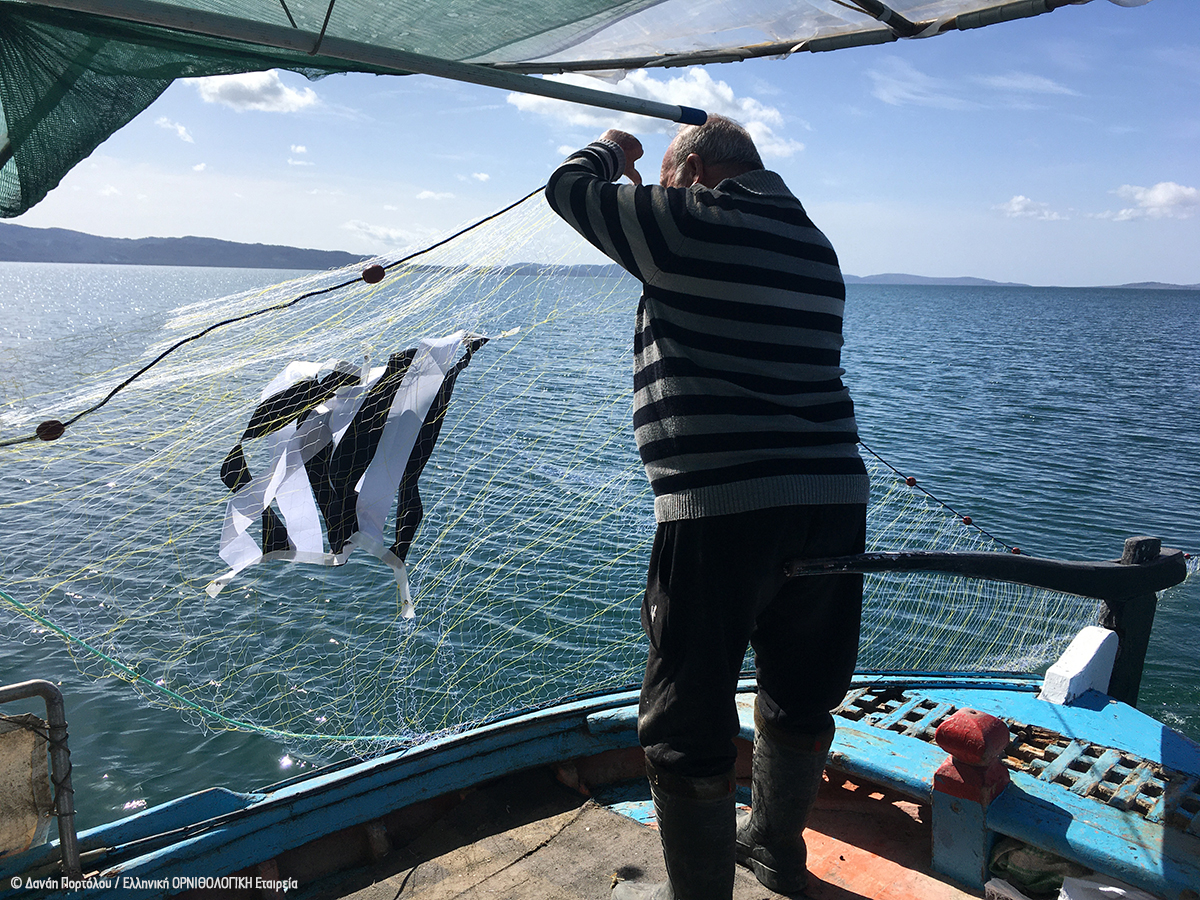 BYCATCH fishermen panel nets Lesvos Danae Portolou ORNITHOLOGIKH