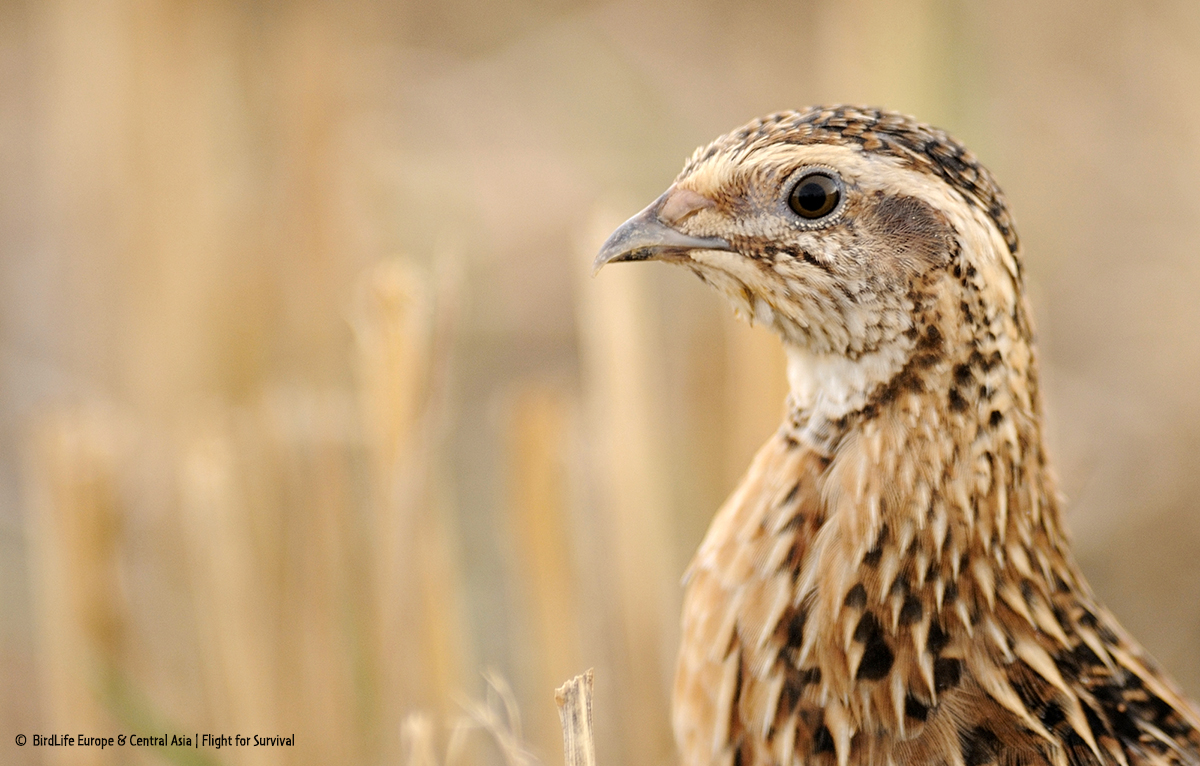 Coturnix coturnix BL