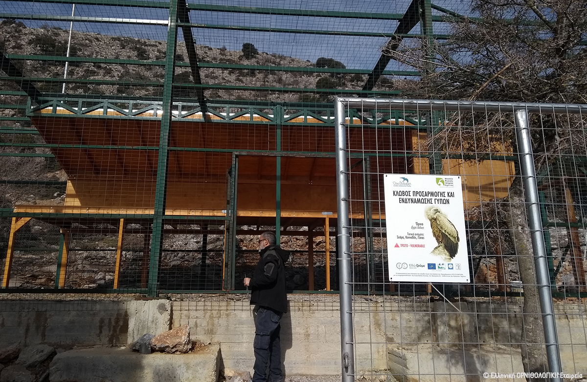 DT Klwvos Gergeri Ornia ORNITHOLOGIKH 2