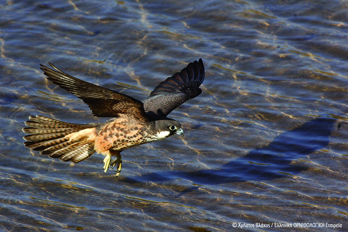 Falco eleonorae ChrisVlachos ORNITHOLOGIKI