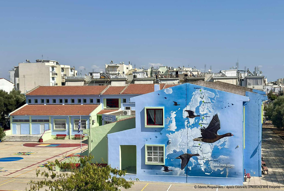 Graffiti Nanoxina 9o DS Alexandroupoli GMitroulakis 10 cr