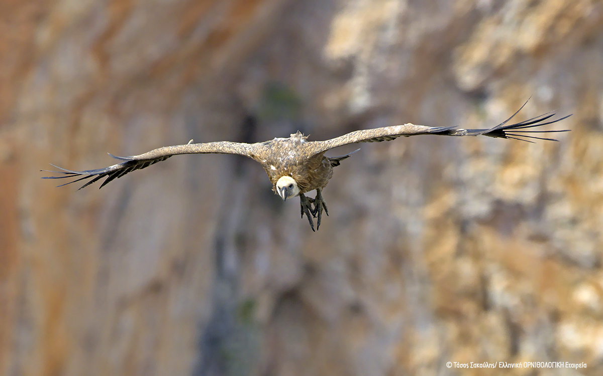 Gyps fulvus ASakoulis