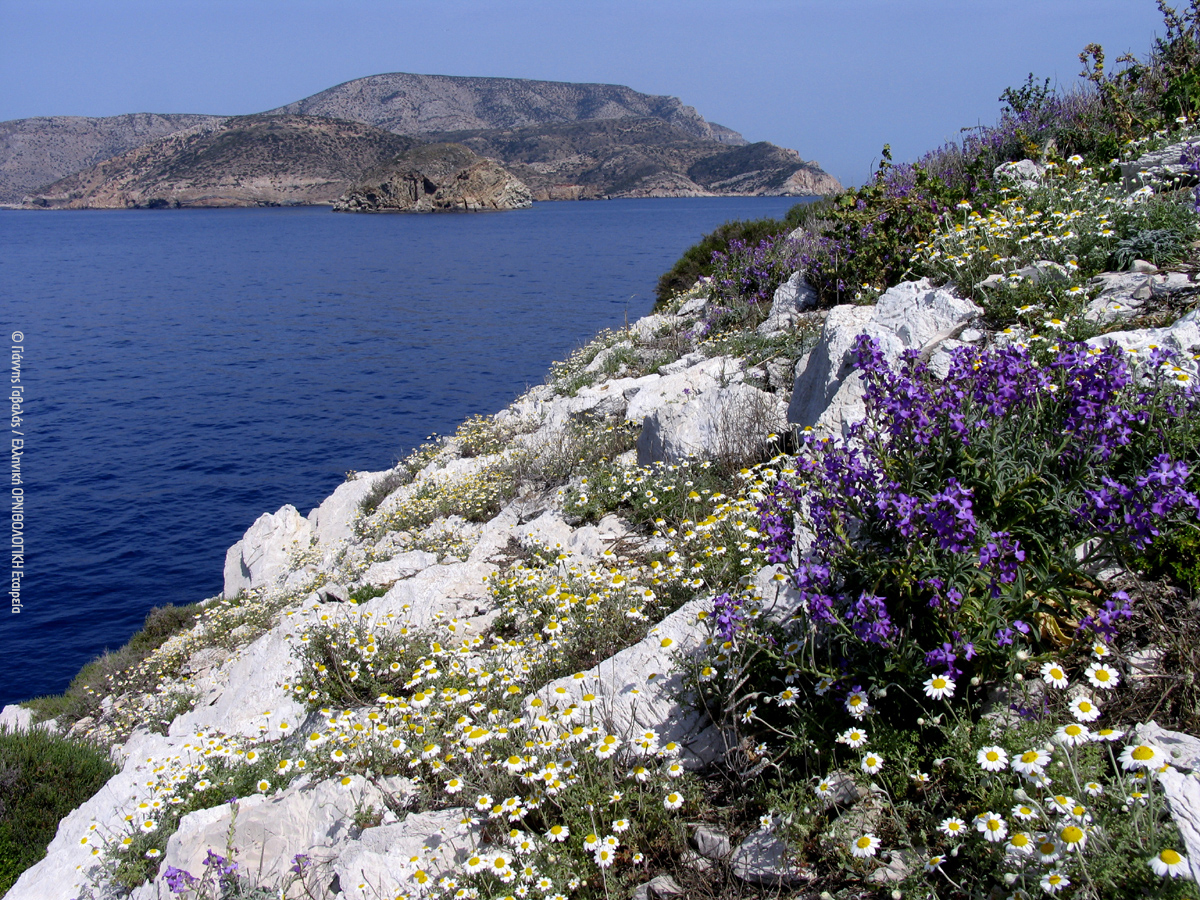 Islet Mikres Kyklades GiannisGavalas ORNITHOLOGIKI