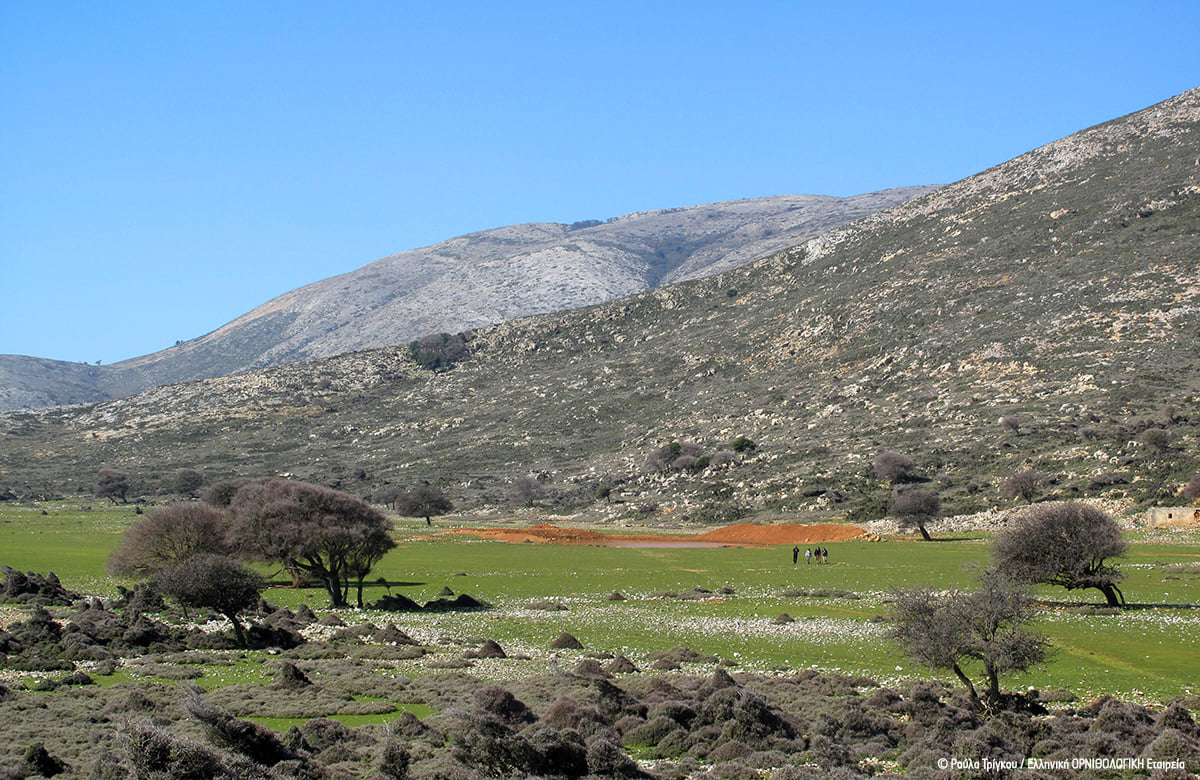 Kochylas Skyros RoulaTrigou ORNITHOLOGIKI