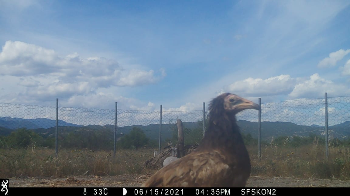 Konitsa Feeding Station ORNITHOLOGIKI 062021
