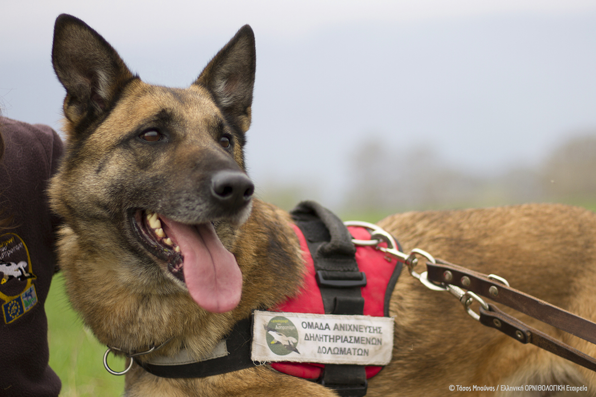 Ο Κούκι, ο πρώτος σκύλος ανιχνευτής δηλητηριασμένων δολωμάτων στην Ελλάδα...