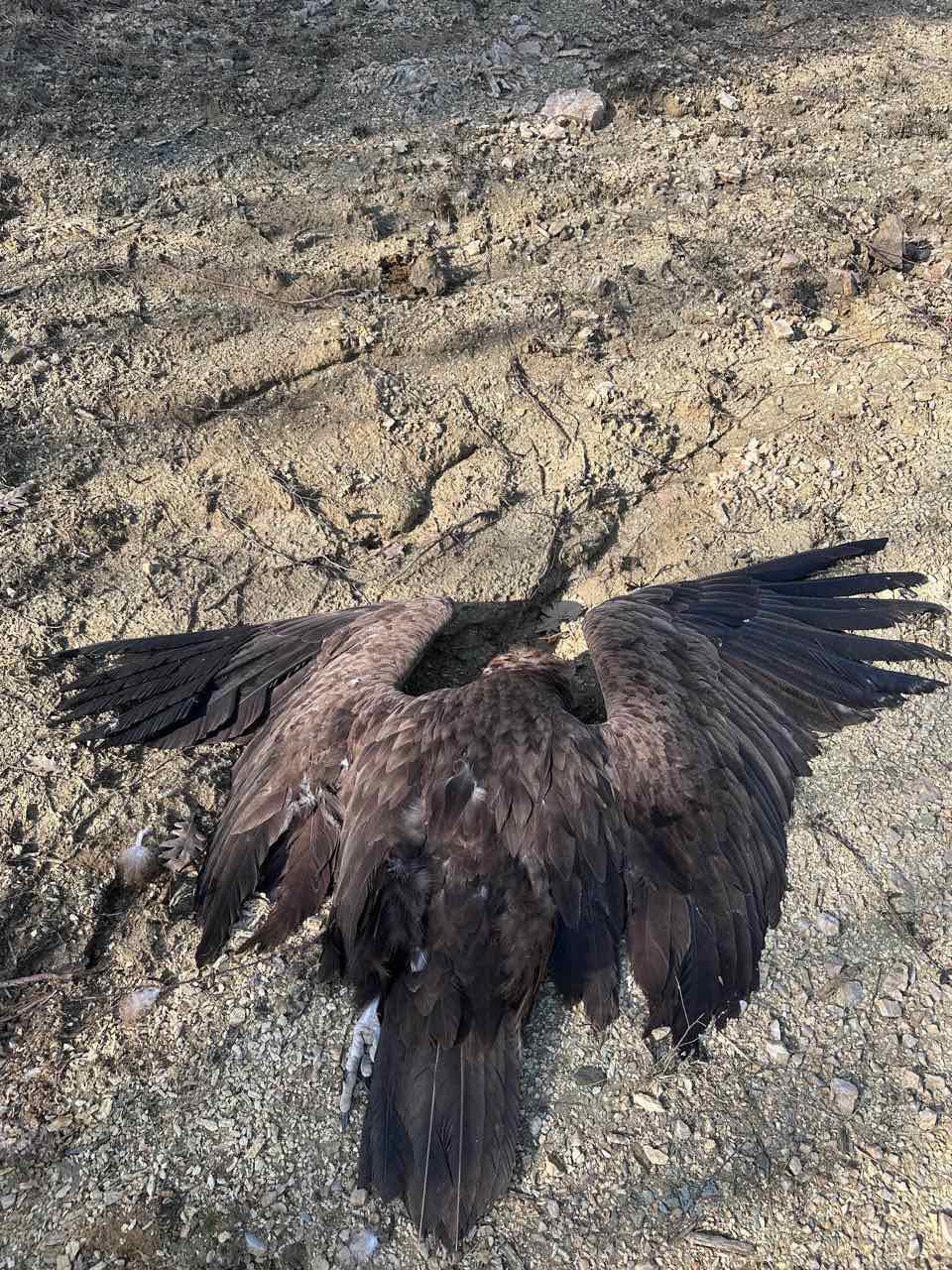 Mavrogypas poisoning Dadia Εταιρεία Προστασίας Βιοποικιλότητας Θράκης 2