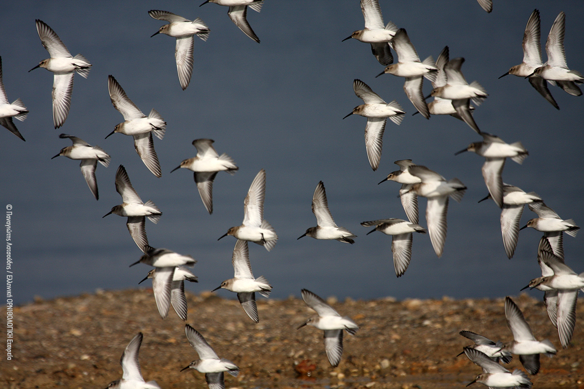 Oropos wetland PLatsoudis ORNITHOLOGIKI 3