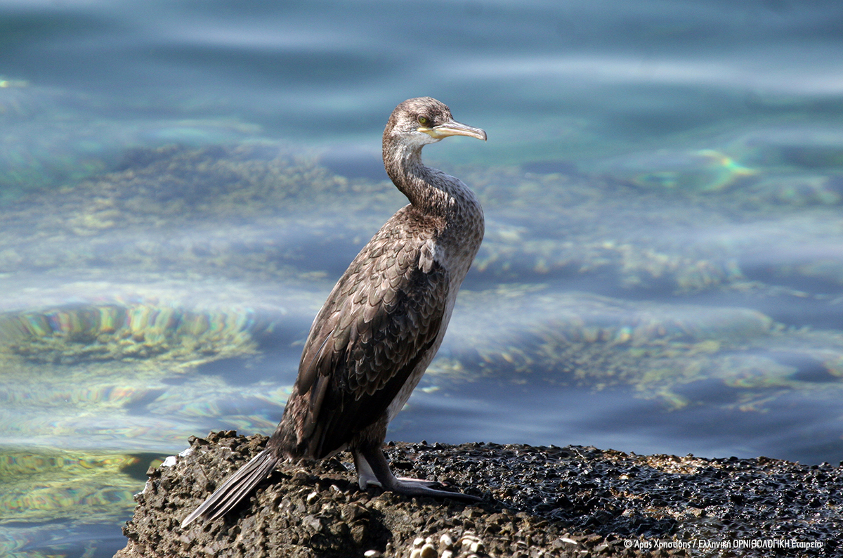Phalacrocorax aristotelis desmarestii Aris Christidis HOS BirdLifeGreece