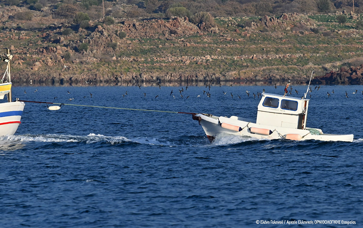 Puffinus yelkouan Fishermen Eleni Galinou